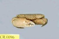 Shore crab Collection Image, Figure 3, Total 3 Figures